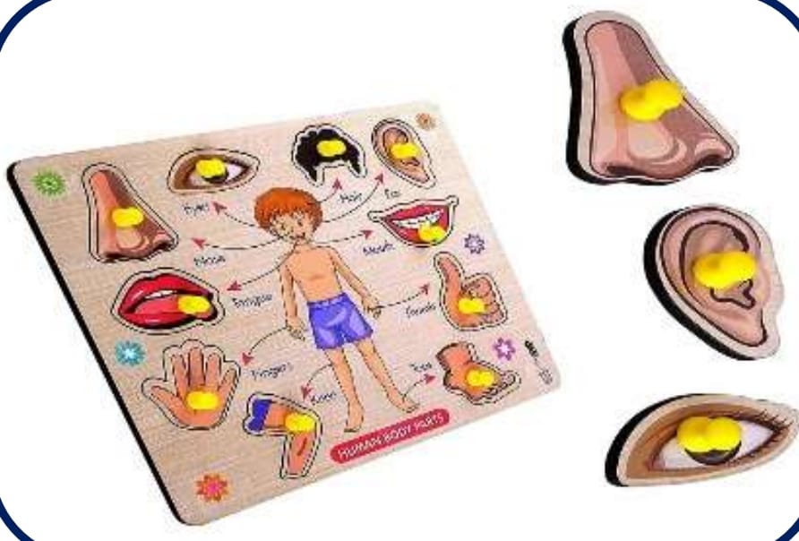 Body Parts Pegboard
